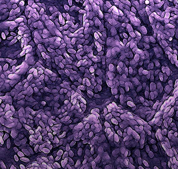 Funding Opportunities