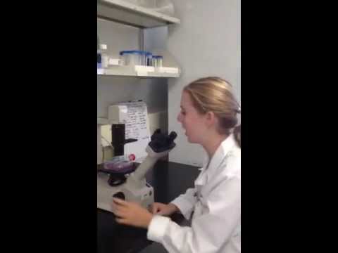 Caroline Desler - High School Stem Cell Research Intern - Summer 2013