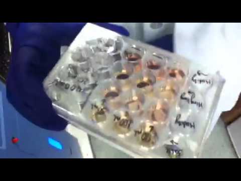 Jerianne Lukban - High School Stem Cell Research Intern - June 2013