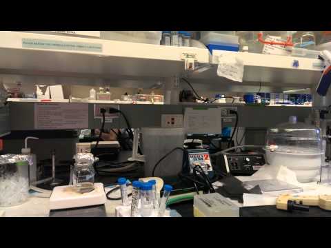 Hera Nalbandian & Brian Woo - High School Stem Cell Research Interns Summer 2013