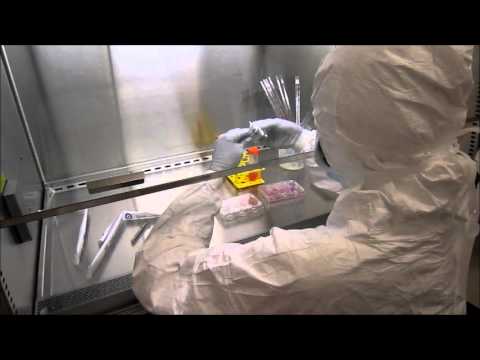 Maya Varma   Transfer of Fibroblasts onto MEFs