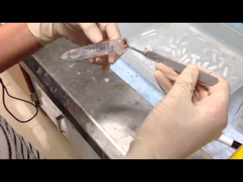 Mikaela Esquivel - High School Stem Cell Research Intern June 2013